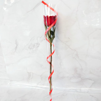 Valentines Day Red Rose  Valentines Day Red Rose